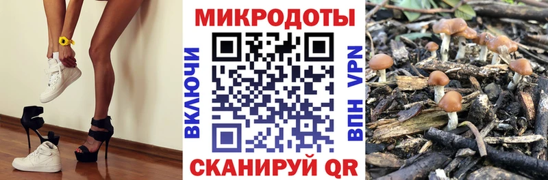 Псилоцибиновые грибы Psilocybe  Кораблино 
